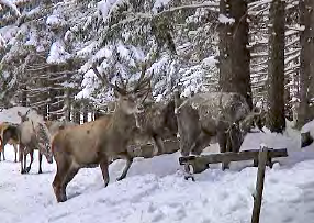 Eine Wildtierfütterung ist nur dann fachlich vertretbar, wenn sie positive Folgewirkungen ausweist, die den Anforderungen der Nachhaltigkeit entsprechen.