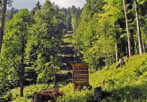 Schuss-Schneise in schwierig bejagbarem Bergwald